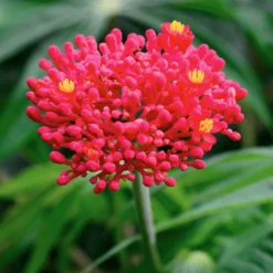 Fast Growing Trees Tropical Patio Plants Gout Plant