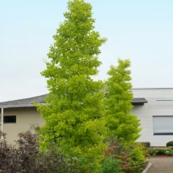 Fast Growing Trees Goldspire™ Ginkgo Tree Ginkgo Trees