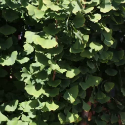 Fast Growing Trees Goldspire™ Ginkgo Tree Ginkgo Trees