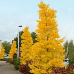 Fast Growing Trees Goldspire™ Ginkgo Tree Ginkgo Trees