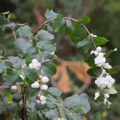Fast Growing Trees Galaxy™ Snowberry See All Shrubs & Hedges