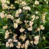 Fast Growing Trees Galaxy™ Snowberry See All Shrubs & Hedges