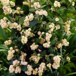Fast Growing Trees Galaxy™ Snowberry See All Shrubs & Hedges