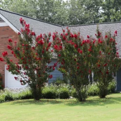 Fast Growing Trees Crape Myrtles Garnet King™ Emerald Empire® Crape Myrtle Tree