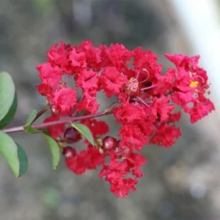 Fast Growing Trees Crape Myrtles Garnet King⢠Emerald Empire® Crape Myrtle Tree