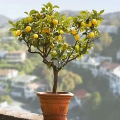 Fast Growing Trees Citrus Trees Genoa (Italian) Lemon Tree