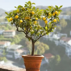 Fast Growing Trees Citrus Trees Genoa (Italian) Lemon Tree