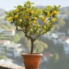 Fast Growing Trees Citrus Trees Genoa (Italian) Lemon Tree