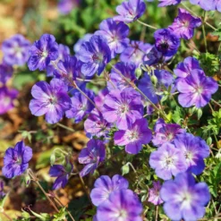 Fast Growing Trees Geranium Rozanne Deer Resistant Plants