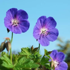 Fast Growing Trees Geranium Rozanne Deer Resistant Plants