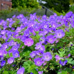 Fast Growing Trees Geranium Rozanne Deer Resistant Plants