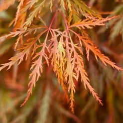 Fast Growing Trees Germaine's Gyration Japanese Maple