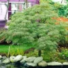 Fast Growing Trees Germaine's Gyration Japanese Maple 1 Fast Growing Trees Germaine's Gyration Japanese Maple