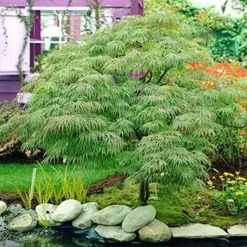 Fast Growing Trees Germaine's Gyration Japanese Maple