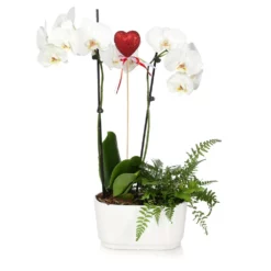 Fast Growing Trees Gianna White Orchid And Fern Gift Plant Gift Plants