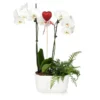 Fast Growing Trees Gianna White Orchid And Fern Gift Plant Gift Plants