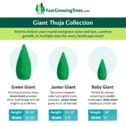 Fast Growing Trees Thuja Green Giant Arborvitae Trees