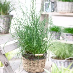 Fast Growing Trees Giant Corkscrew Rush Grass