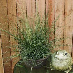 Fast Growing Trees Giant Corkscrew Rush Grass