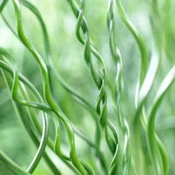 Fast Growing Trees Giant Corkscrew Rush Grass