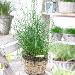 Fast Growing Trees Giant Corkscrew Rush Grass