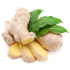 FASTGROWINGTREES Sales 11 Fast Growing Trees Our Newest Arrivals Ginger Plant
