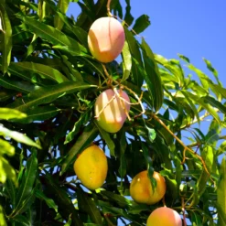 Fast Growing Trees Mango Trees Salsa Kit