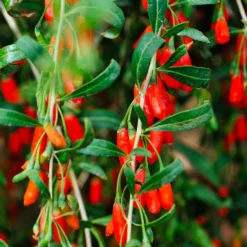Fast Growing Trees Goji Berry See All Fruit Trees