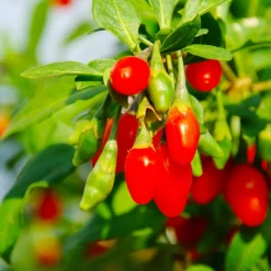 Fast Growing Trees Goji Berry - USDA Organic See All Fruit Trees