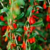 Fast Growing Trees Goji Berry See All Fruit Trees