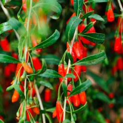 Fast Growing Trees Goji Berry See All Fruit Trees