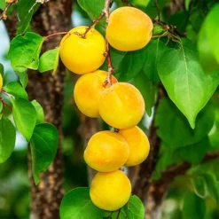 Fast Growing Trees Our Newest Arrivals Gold Kist Apricot Tree