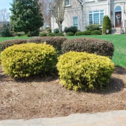 Fast Growing Trees Gold Mop Cypress