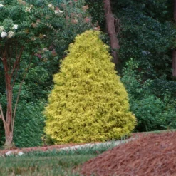 Fast Growing Trees Gold Mop Cypress