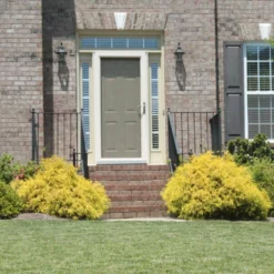 Fast Growing Trees Gold Mop Cypress