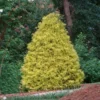 Fast Growing Trees Gold Mop Cypress