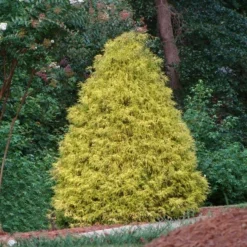 Fast Growing Trees Gold Mop Cypress