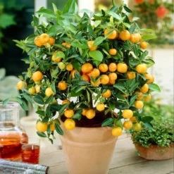 Fast Growing Trees Gold Nugget Mandarin Tree Citrus Trees