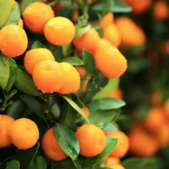 Fast Growing Trees Gold Nugget Mandarin Tree Citrus Trees