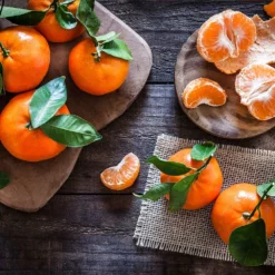 Fast Growing Trees Gold Nugget Mandarin Tree Citrus Trees