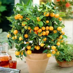 Fast Growing Trees Gold Nugget Mandarin Tree Citrus Trees