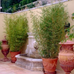 Fast Growing Trees Bamboo Trees Golden Bamboo 9 Fast Growing Trees Bamboo Trees Golden Bamboo