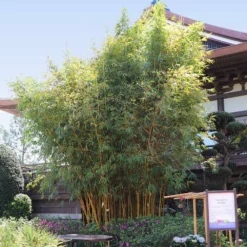 Fast Growing Trees Bamboo Trees Golden Bamboo 11 Fast Growing Trees Bamboo Trees Golden Bamboo