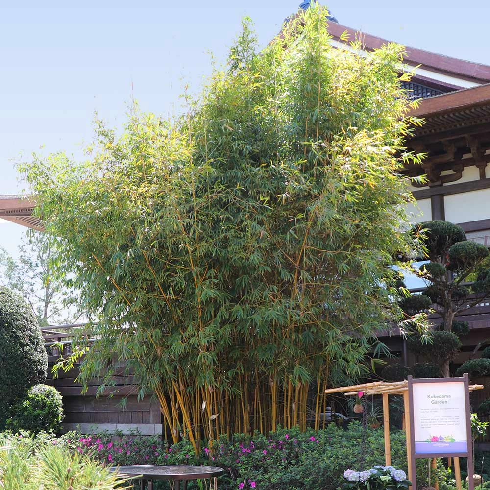 Fast Growing Trees Bamboo Trees Golden Bamboo 7 Fast Growing Trees Bamboo Trees Golden Bamboo