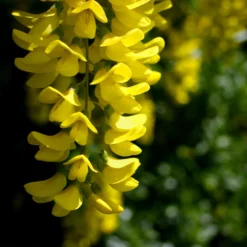 Fast Growing Trees Columnar Goldenchain Tree