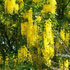 Fast Growing Trees Columnar Goldenchain Tree