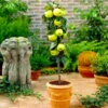 Fast Growing Trees Golden Sentinel Columnar Apple Tree Apple Trees