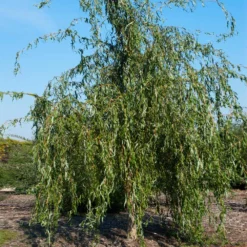 Fast Growing Trees Willow Trees Golden Curls' Corkscrew Willow