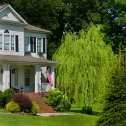 Fast Growing Trees Willow Trees Golden Curls' Corkscrew Willow