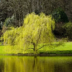 Fast Growing Trees Willow Trees Golden Curls' Corkscrew Willow